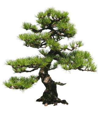 Bonsai pine