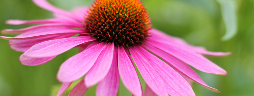 Purple coneflower, Echinacea purpurea