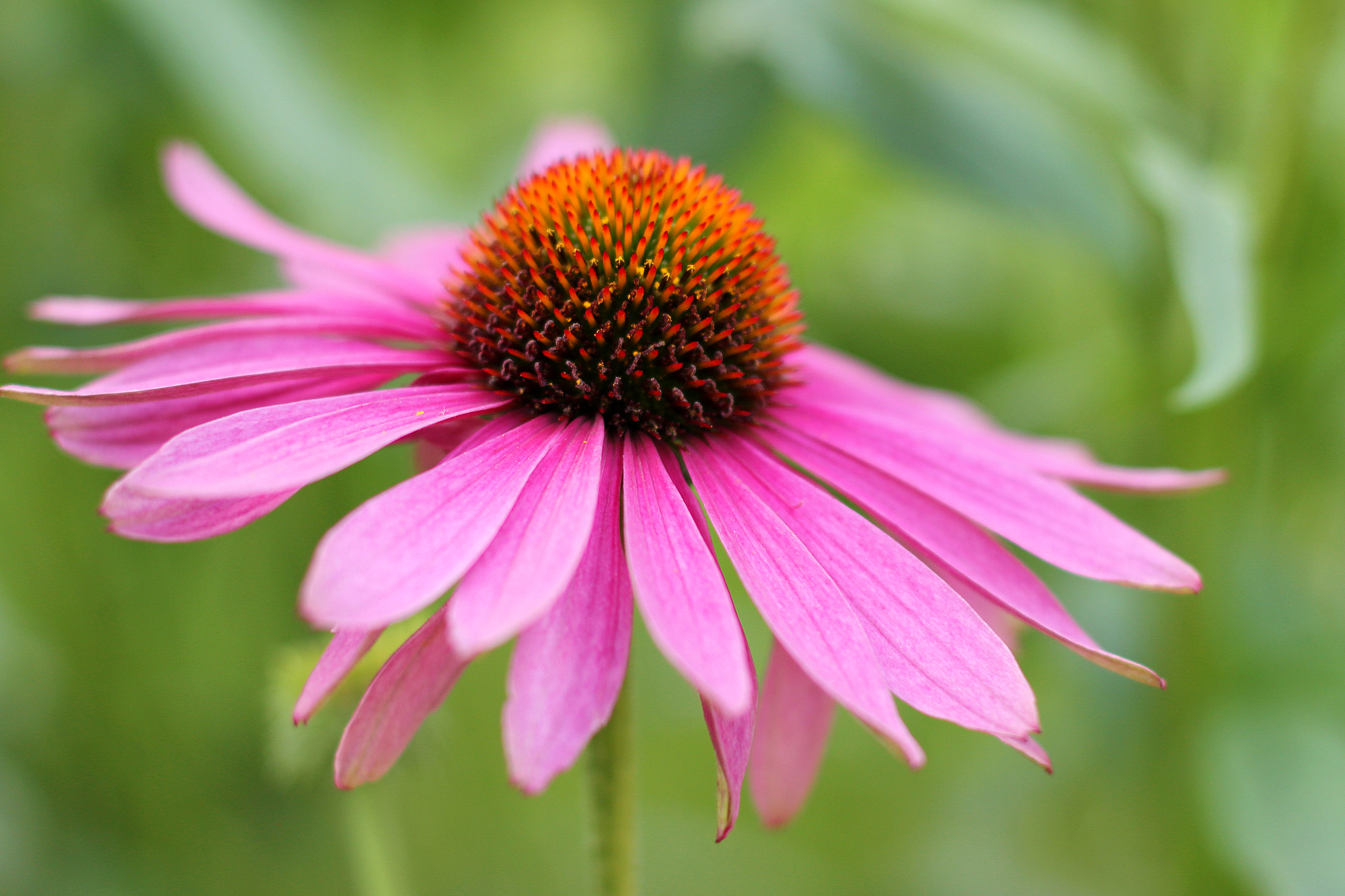 Purple coneflower, Echinacea purpurea