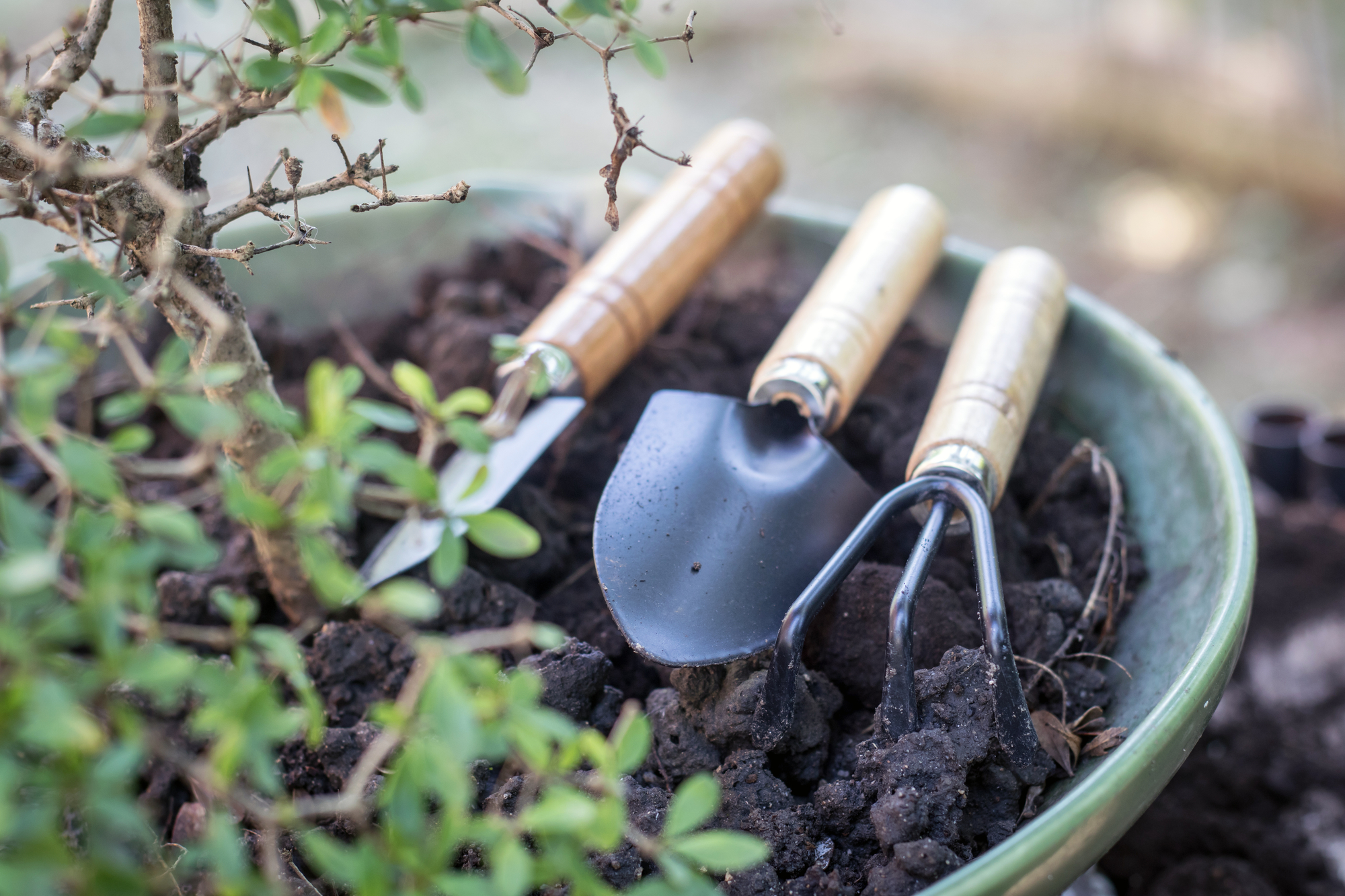 Garden tools on bonsai pot