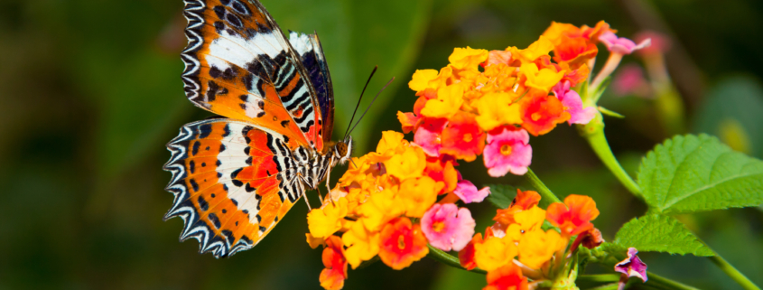 Beautiful butterfly on colorful flowers