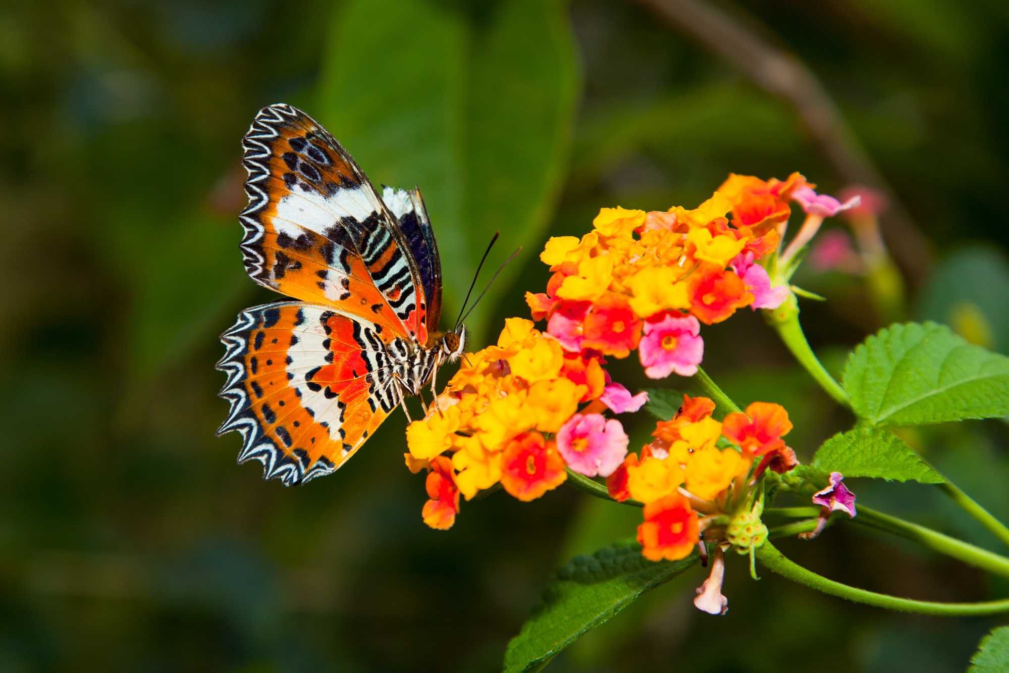 Beautiful butterfly on colorful flowers