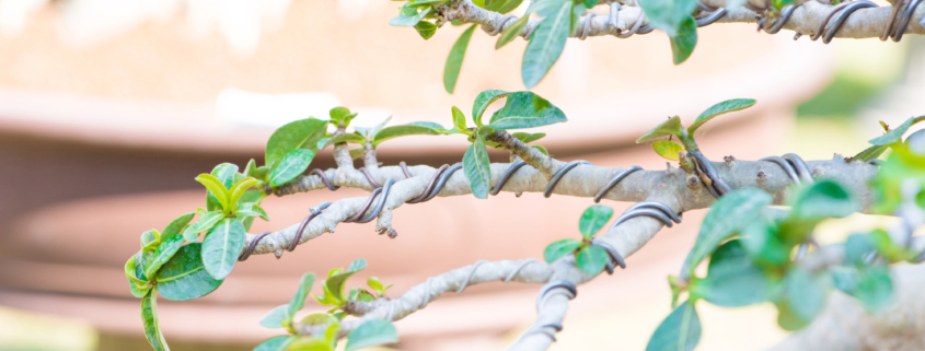 Closeup of bonsai branch wrapped with wire