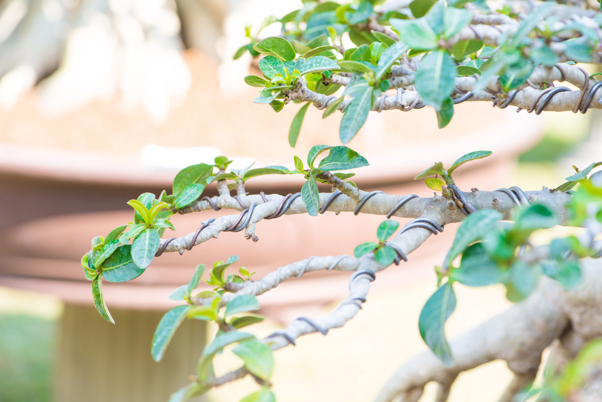 Closeup of bonsai branch wrapped with wire