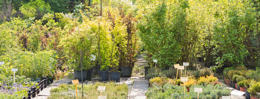 Nursery plants