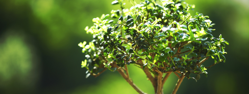 bonsai on green grass background