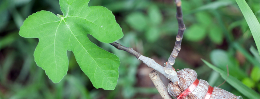 Air layering of fig tree