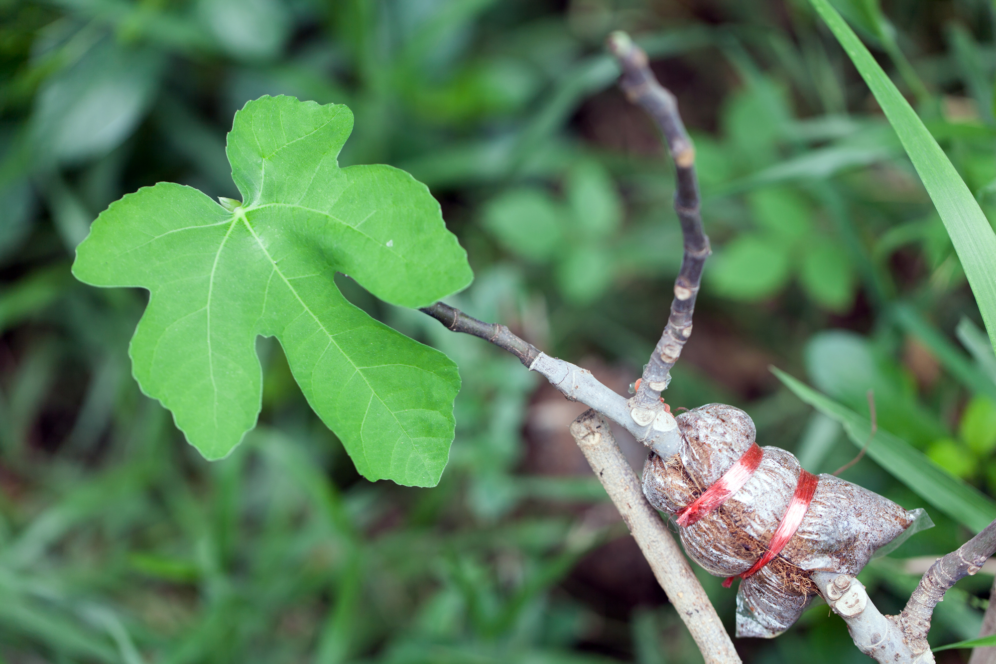 Air layering of fig tree