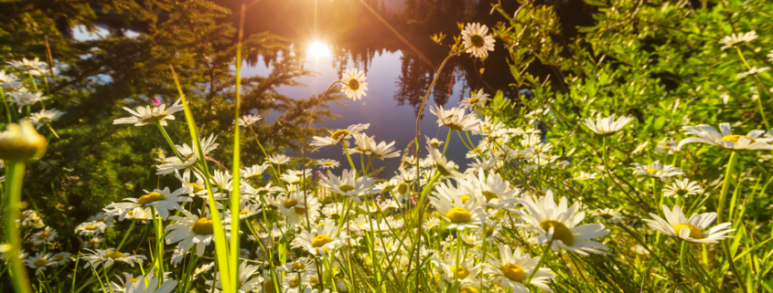 Meadow in bloom