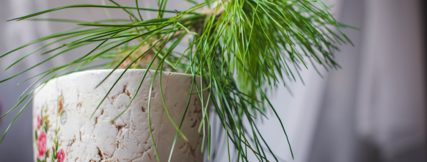 Pine bonsai in pot