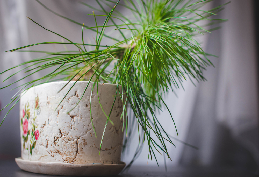 Pine bonsai in pot