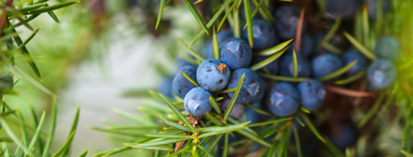 Juniper berries