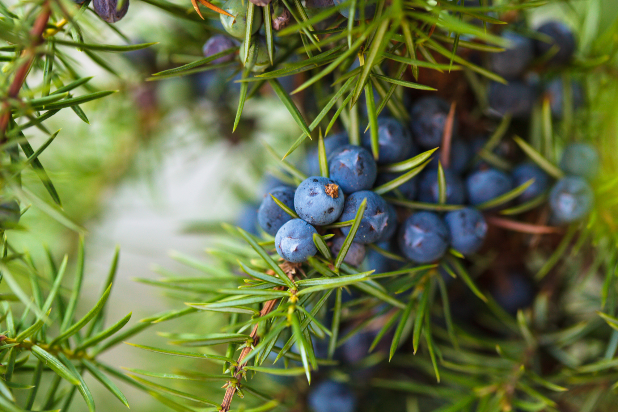 Juniper berries