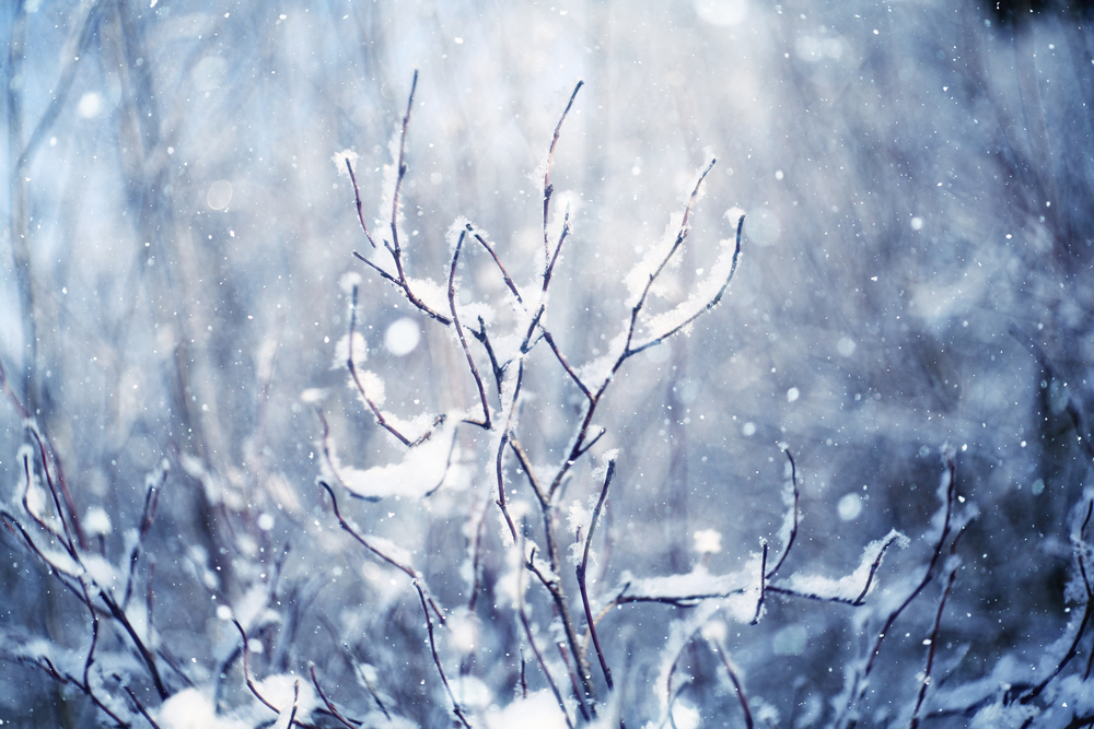 Winter, snow on the branches of a tree