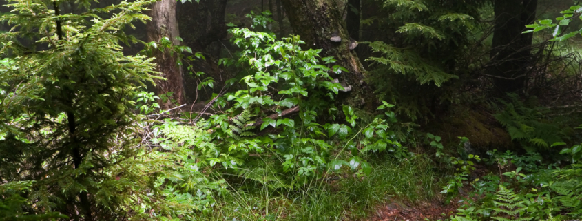 Fern-covered forest floor