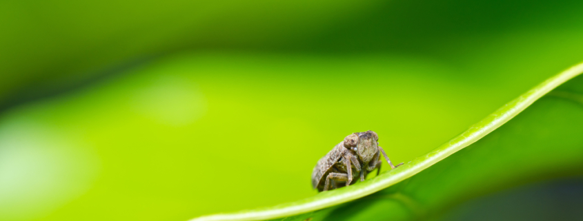 Aphid insect in green nature