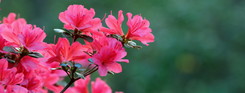 Azaleas in bloom