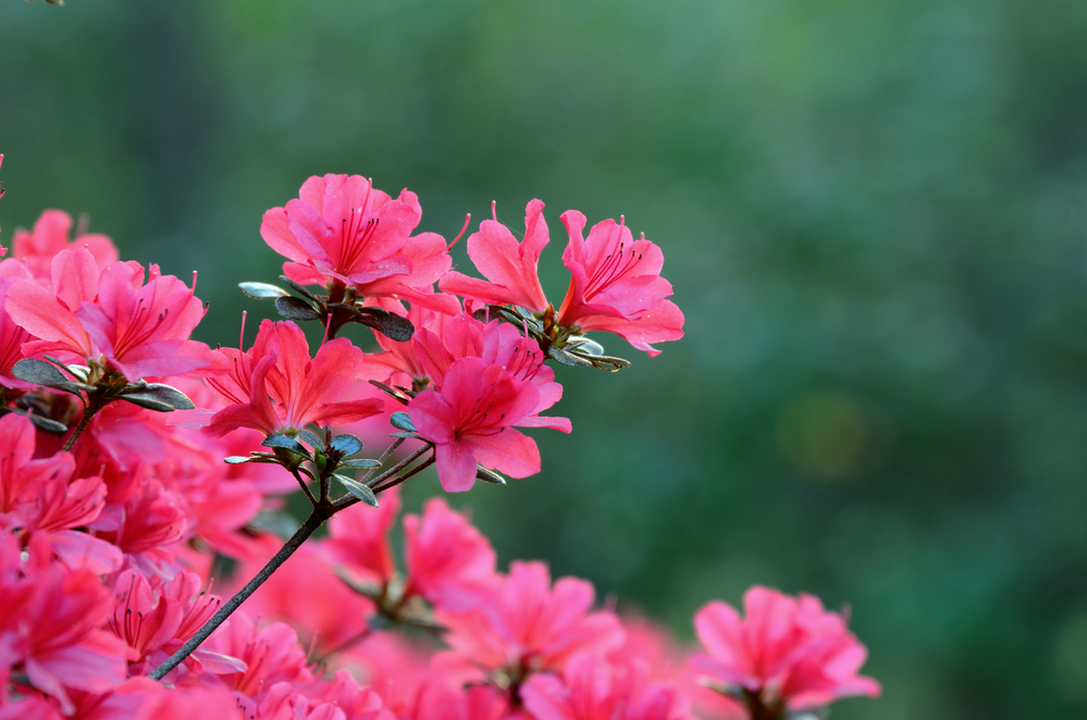 Azaleas in bloom