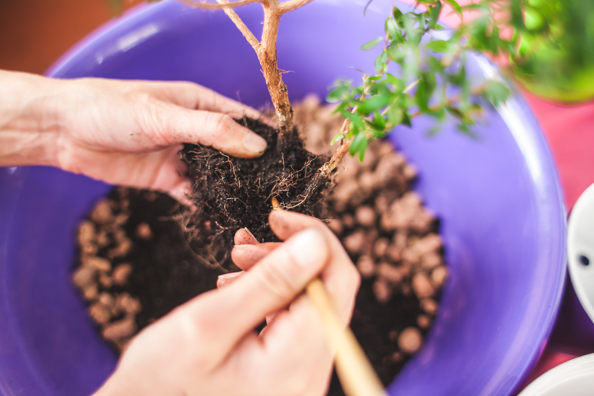 Repotting bonsai