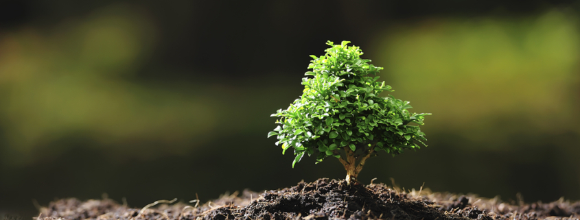 Tiny bonsai tree