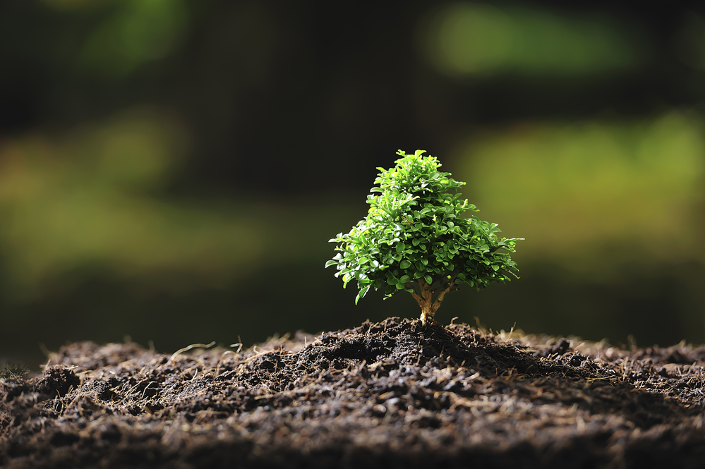 Tiny bonsai tree