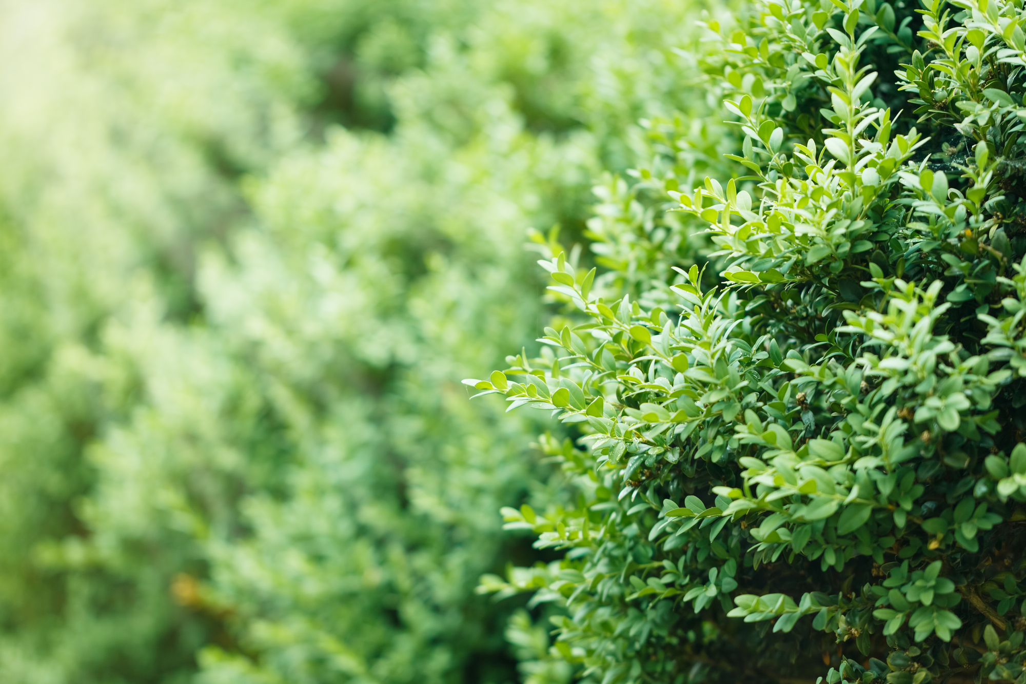 Hedge of boxwood bushes