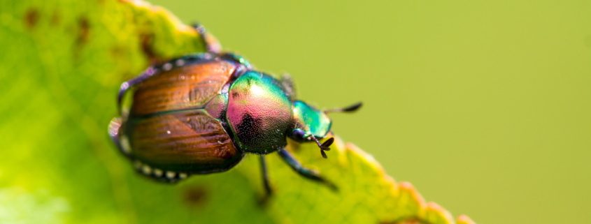 Japanese beetle (Popillia japonica) on fruit tree leaf