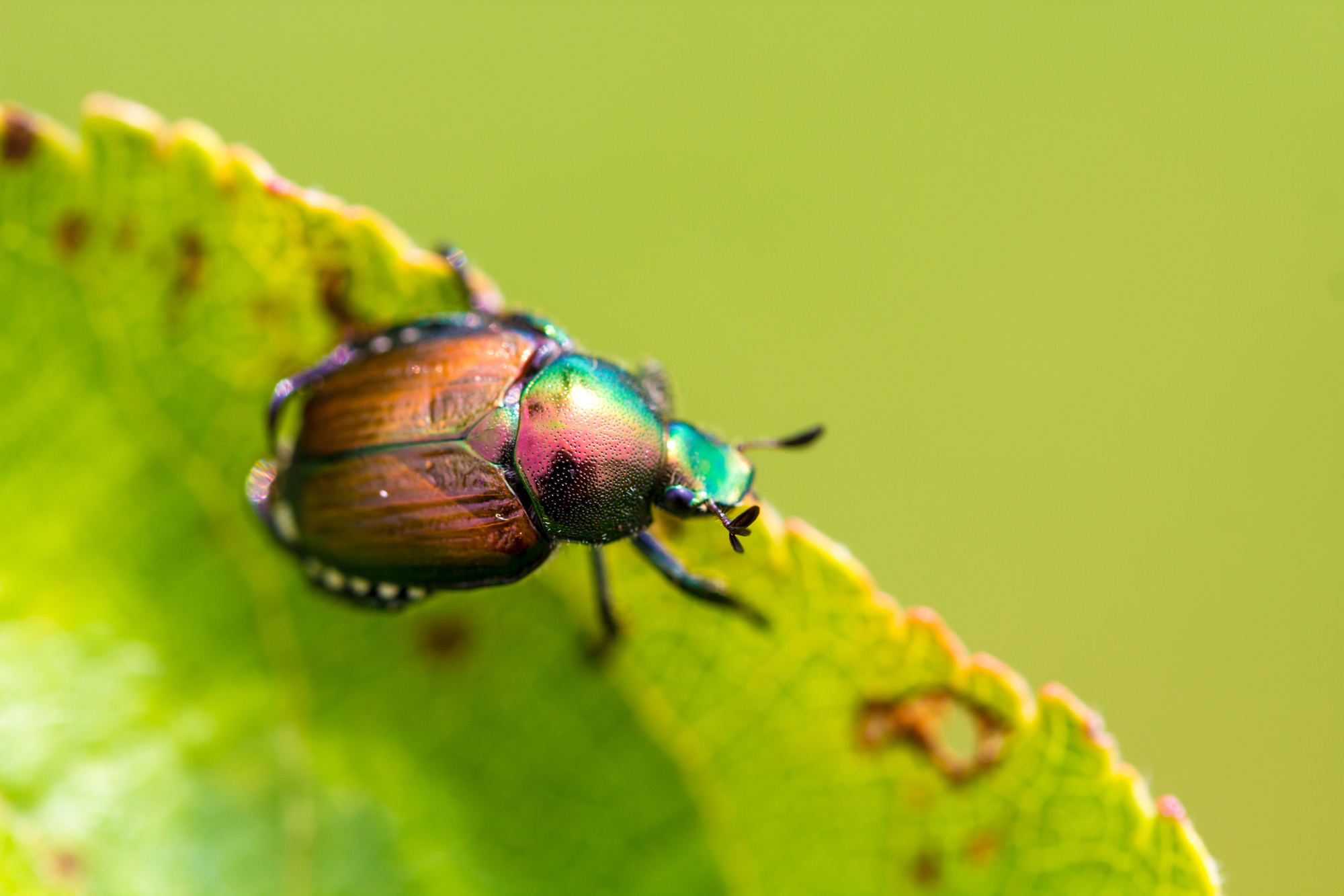 Japanese beetle (Popillia japonica) on fruit tree leaf