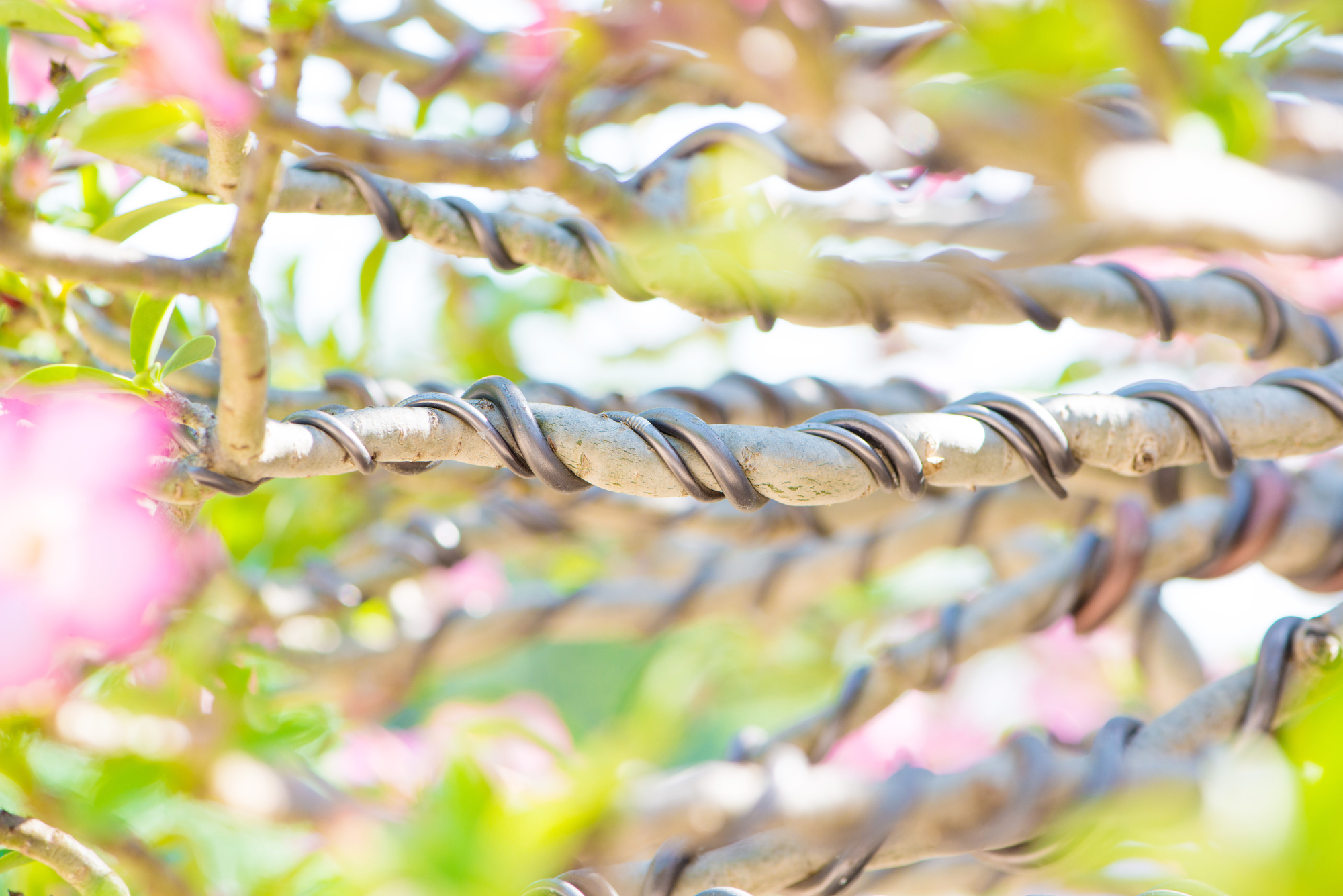 Closeup bonsai branch wrapped by control wire