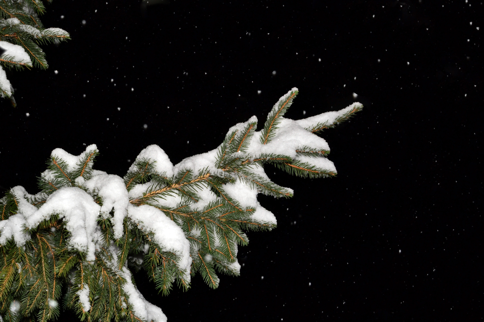 Fir tree branch covered with snow in the night