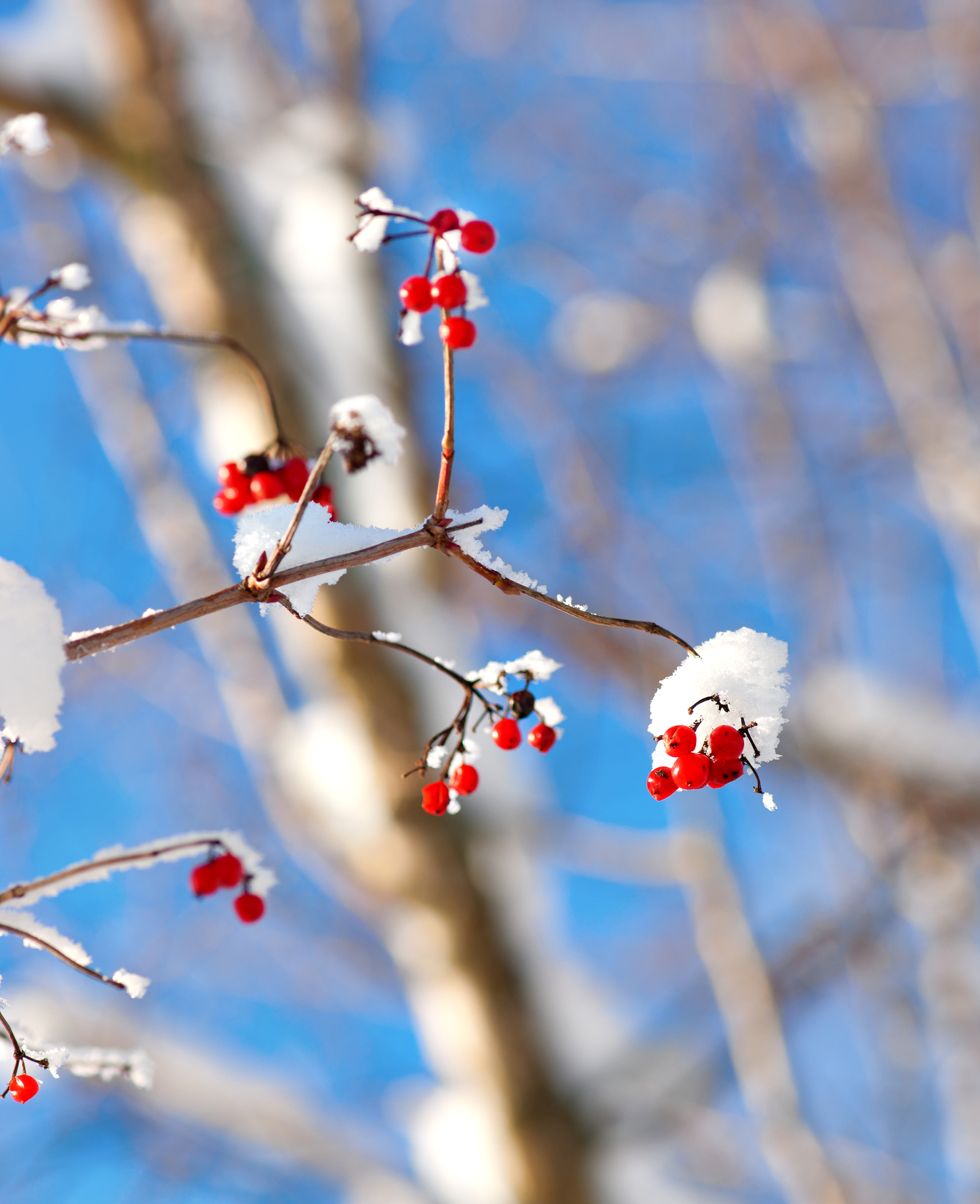 Red berries in winter