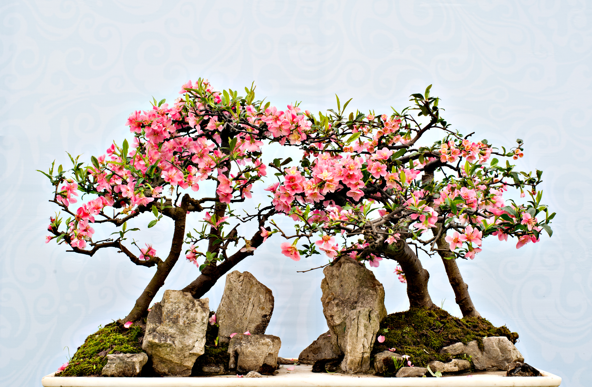 Chinese bonsai with pink flowers