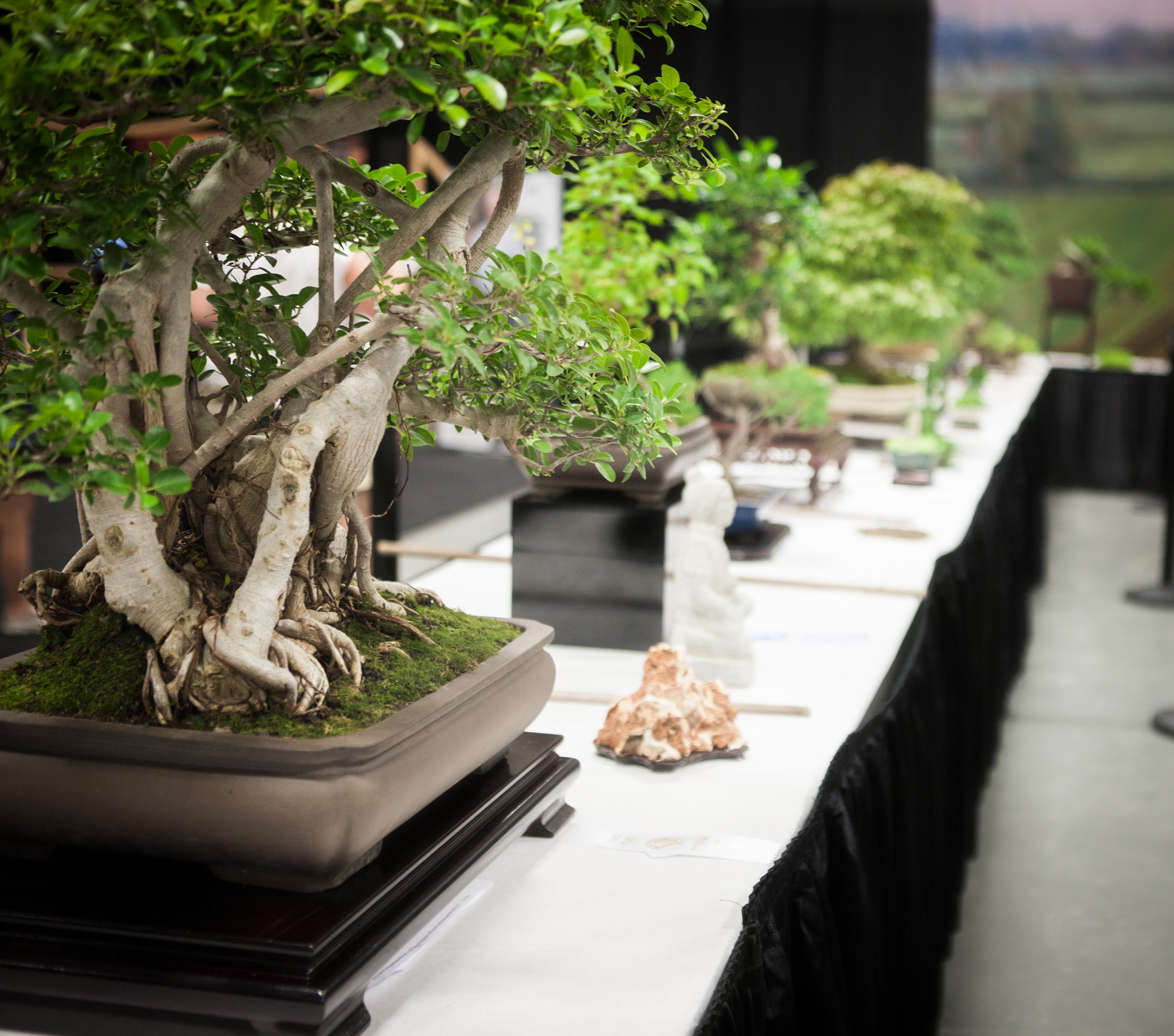 Bonsai show exhibit