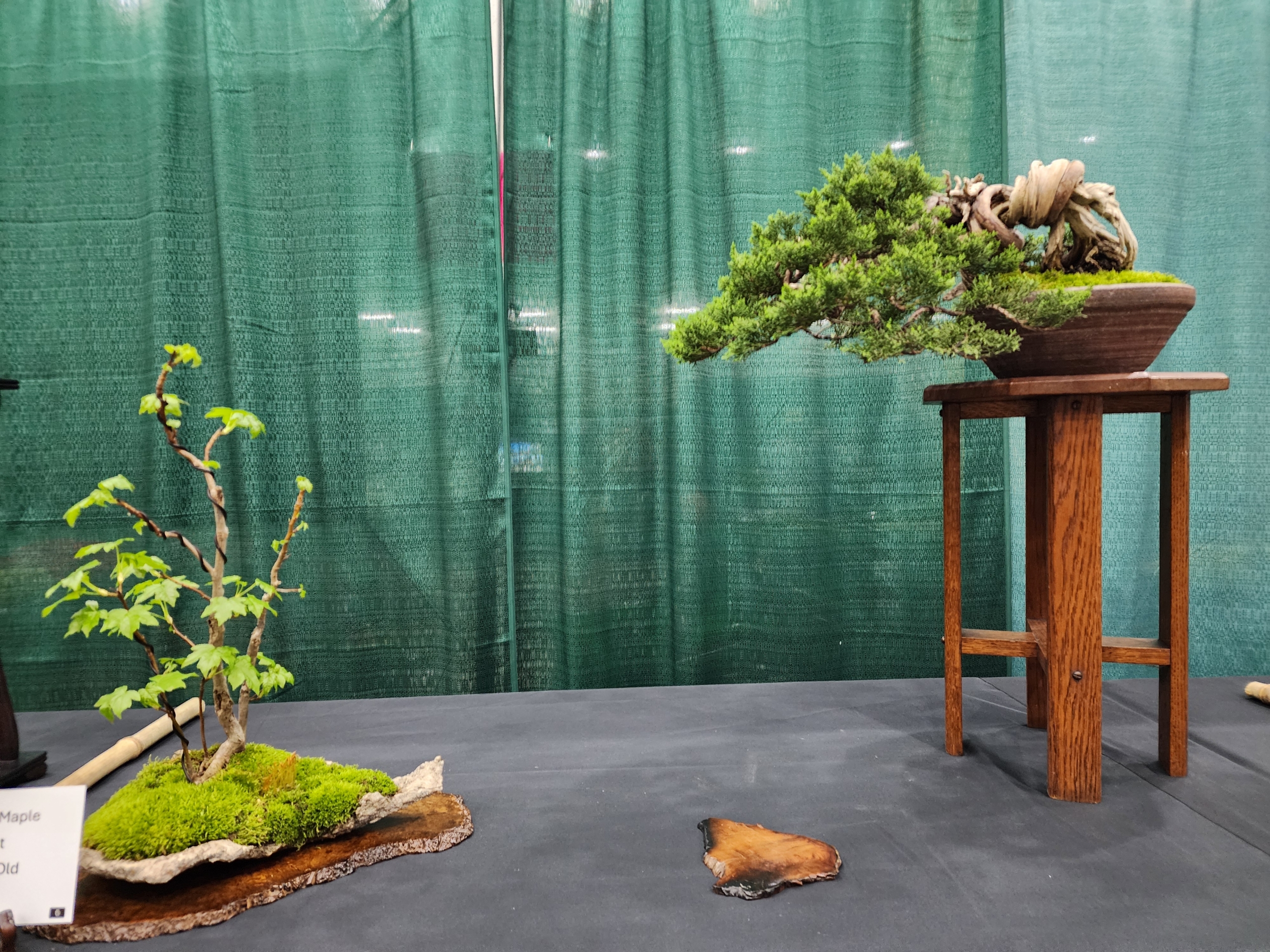 2024 Bonsai Show