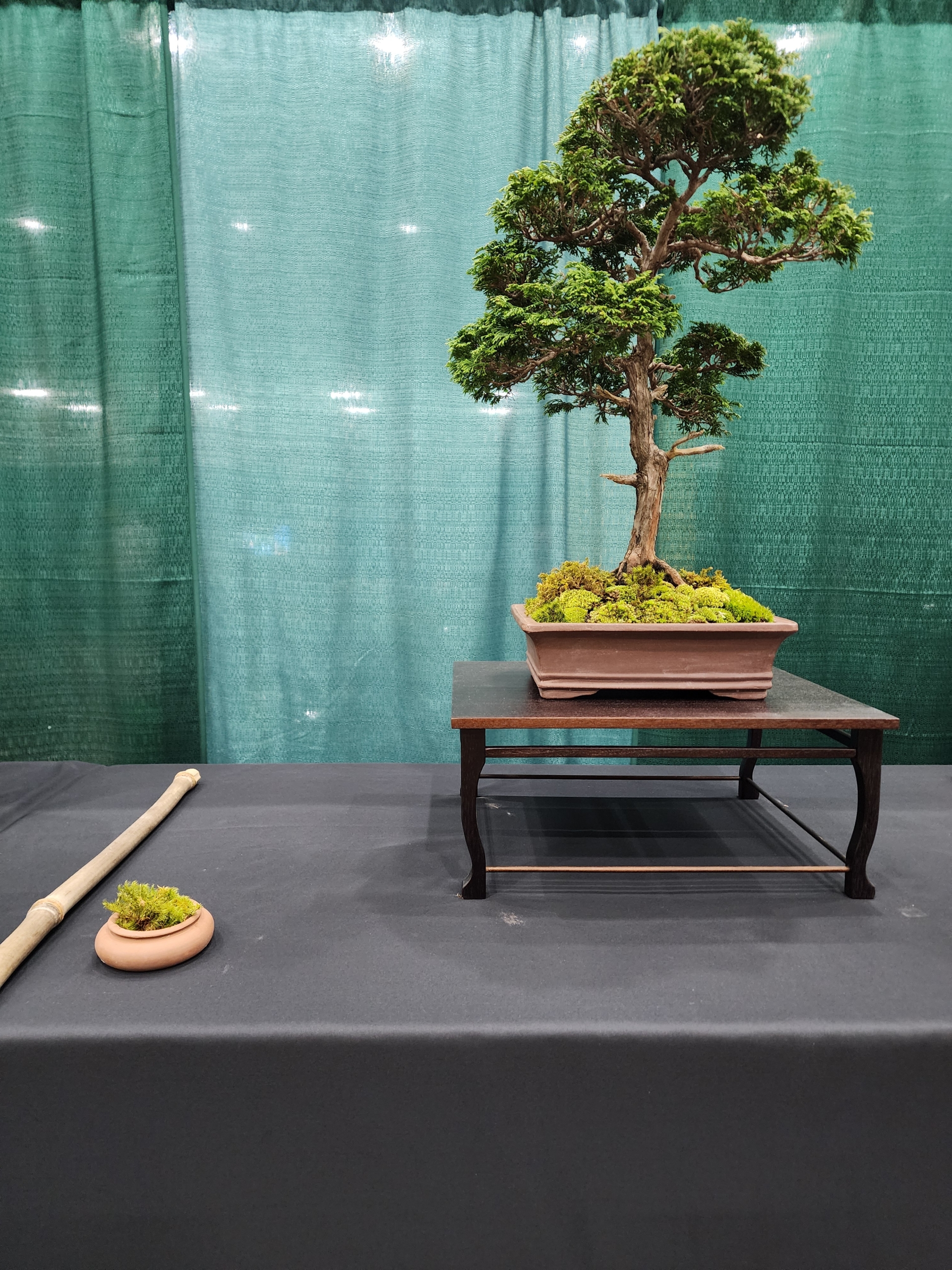 2024 Bonsai Show