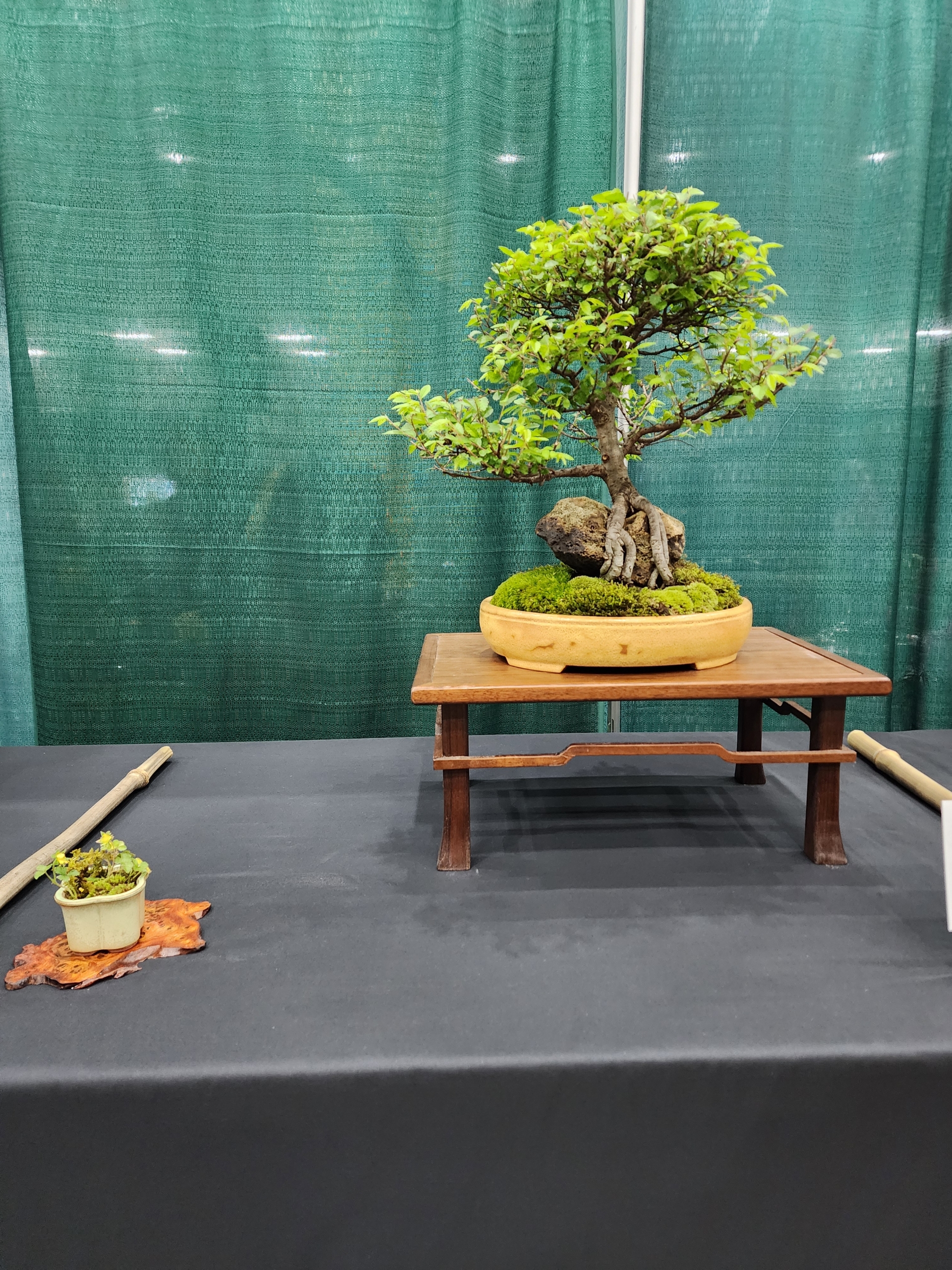 2024 Bonsai Show