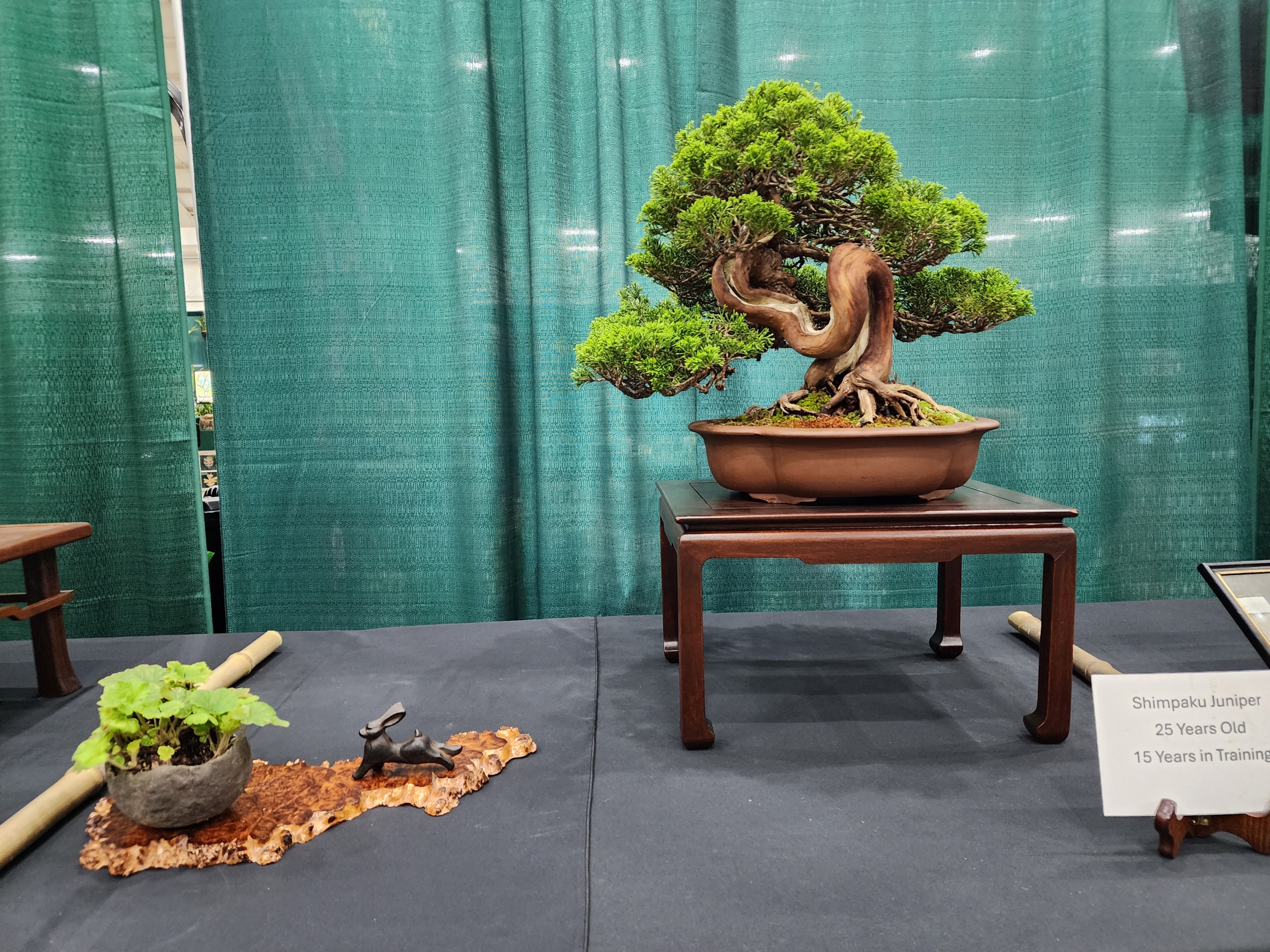 2024 Bonsai Show