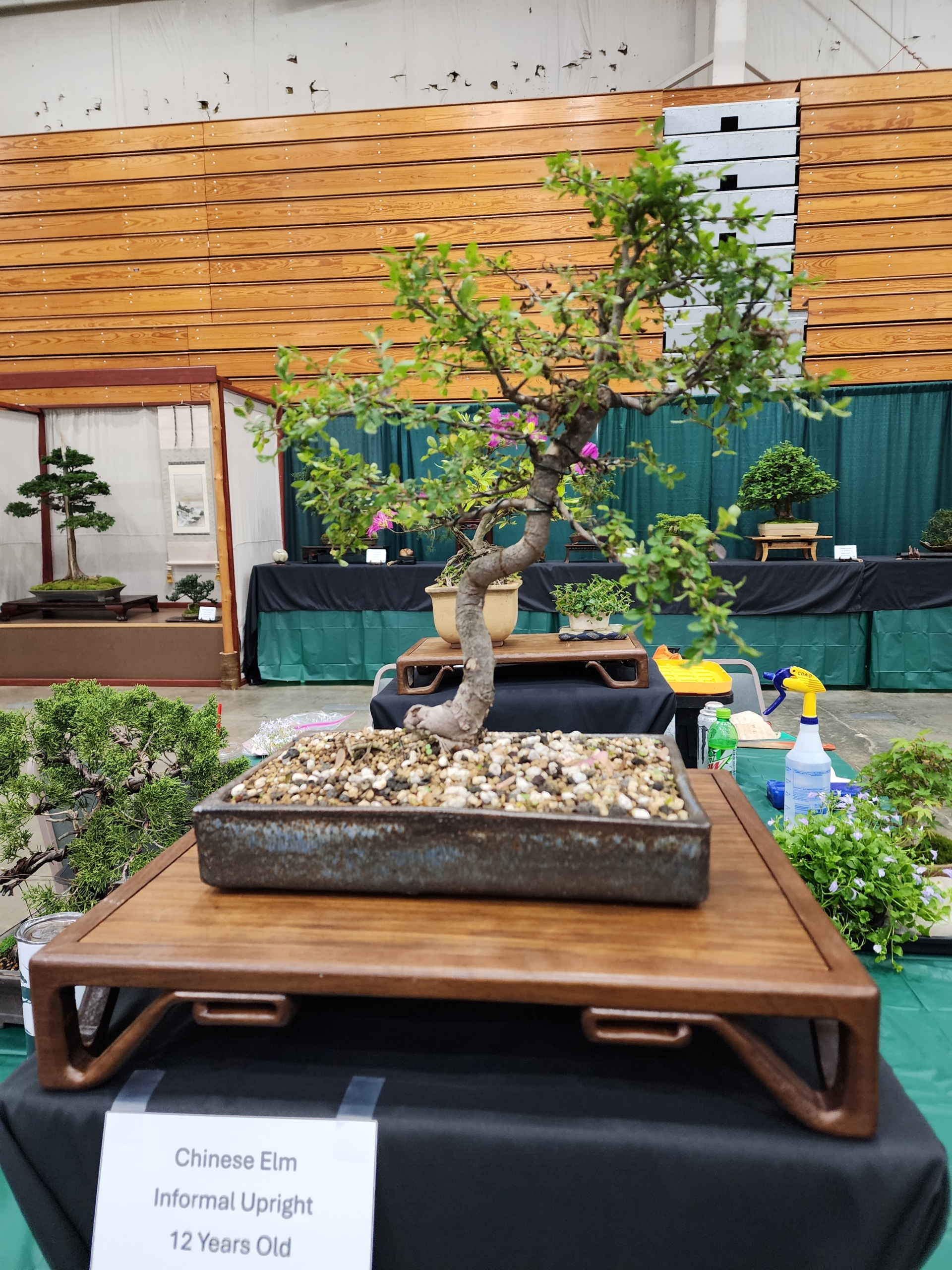 2024 Bonsai Show