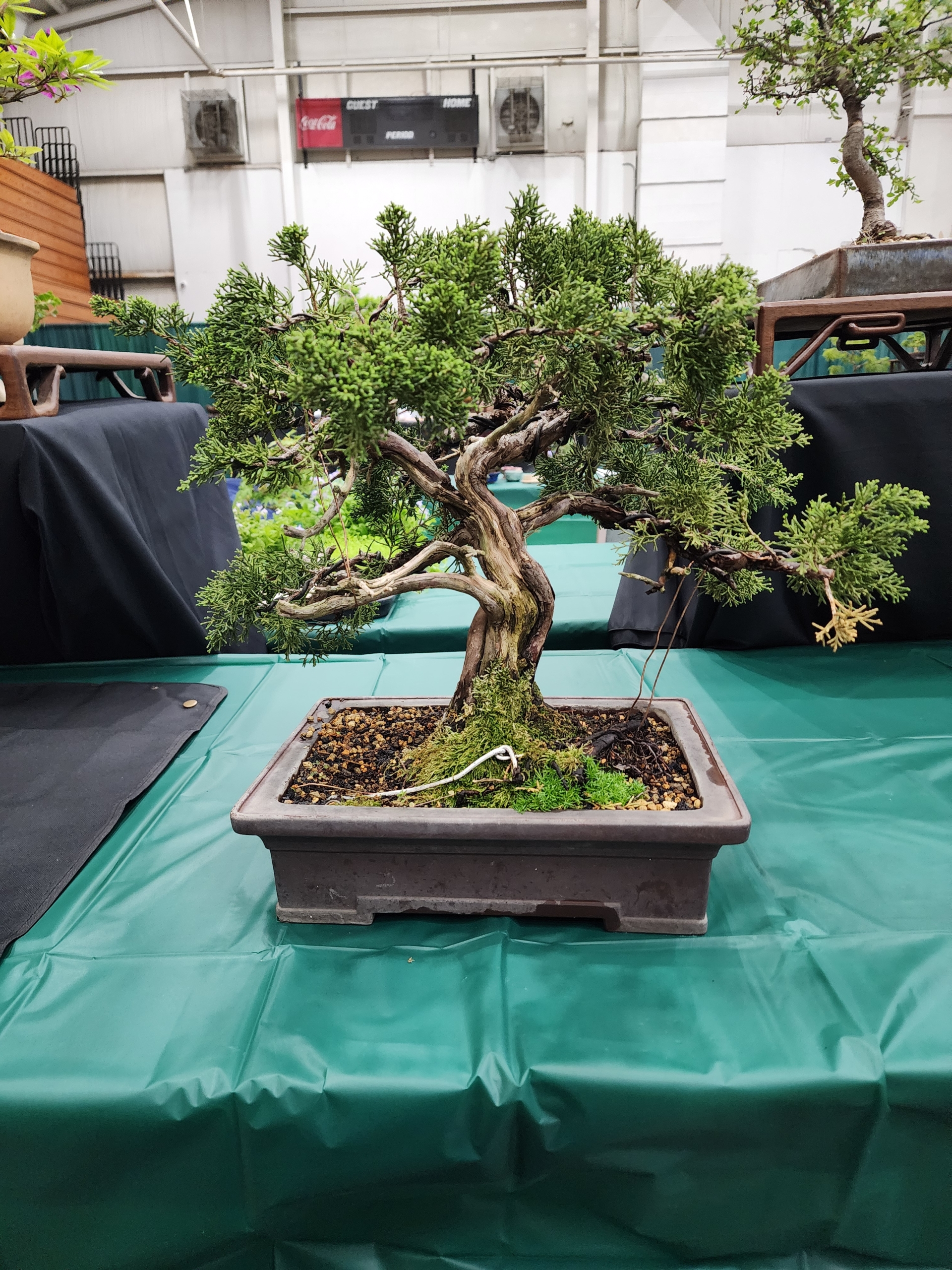 2024 Bonsai Show